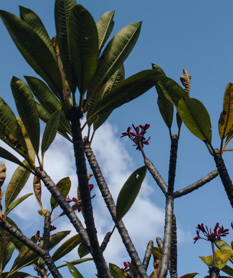 Hotel Vegano Bona Espero Alto Paraíso de Goiás Buitenkant foto